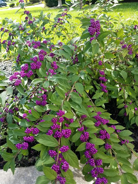Callicarpa, aka American beautyberry | Berry plants, French cottage ...