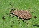 Insect Pests