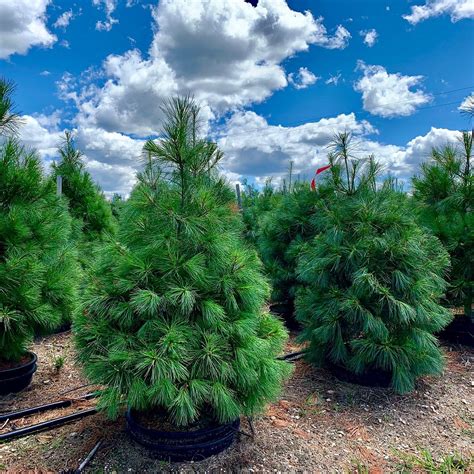 DUTCHMAN TREE FARM (2025) All You Need to Know BEFORE You Go (with ...