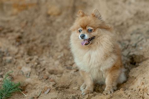 Brown Fluffy Dogs