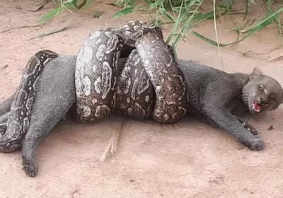 蟒蛇吃什么？蟒蛇的死亡缠绕法有多可怕