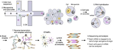 Image result for Single Cell Barcoding