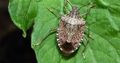 Stink bugs are back: How to get rid of them, what you need to know