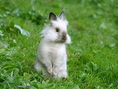 Image result for Spring Animals Rabbit and Bird