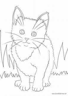 ausmalbilder viele pferde katze zum ausmalen ausmalbilder pferde viele ausmalbilder viele pferde katze zum ausmalen ausmalbilder pferde viele