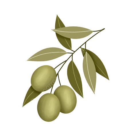 수채화 익은 올리브 과일 그림, 올리브 만화, 식물의, 나뭇잎 PNG 일러스트 및 PSD 이미지 무료 다운로드 - Pngtree