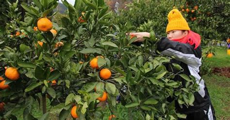 後継者不足へ秘策 敦賀伝統の東浦みかん ボランティアが収穫に協力 - 産経ニュース