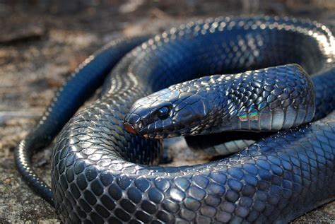How To Take Care Of An Indigo Snake at Benjamin Grimshaw blog