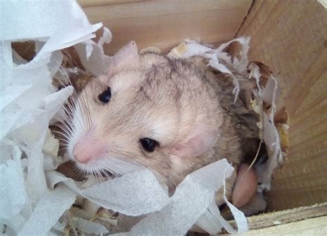 fat tailed gerbils as pets – Rodent Zone