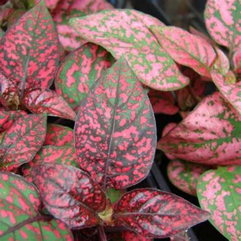 Hypoestes phyllostachya