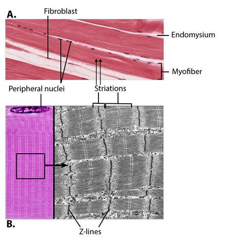 Image result for Skeletal Muscle Tissue Function