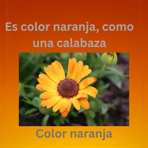 How to Say Orange in Spanish: 15 Contextual Ways