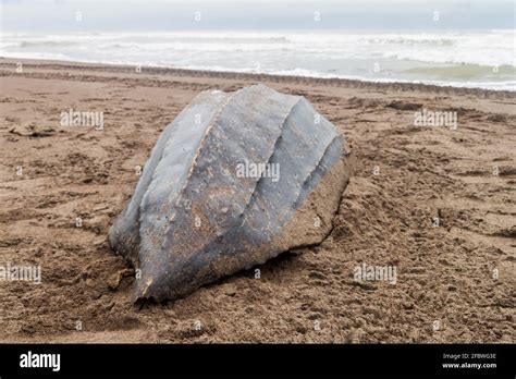 Image result for Empty Sea Turtle Shell