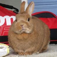 Image result for Funny Fat Baby Bunnies