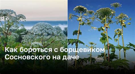Как бороться с борщевиком Сосновского на даче