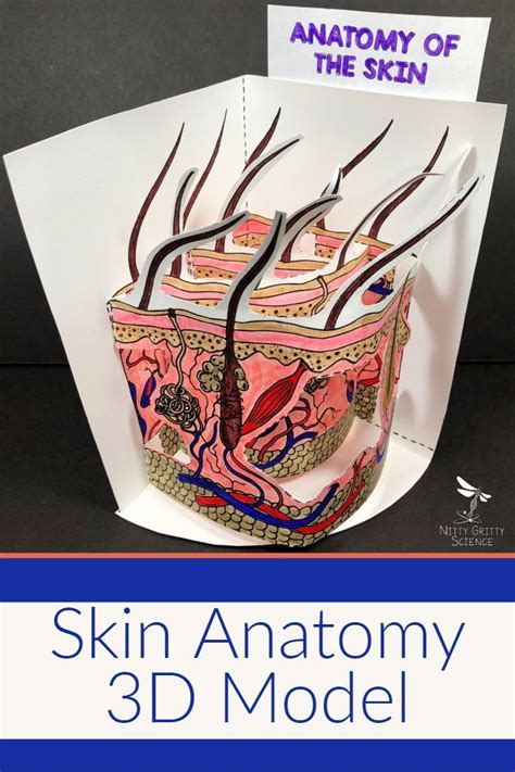 Skin Model 8th Class Science Project 的图像结果