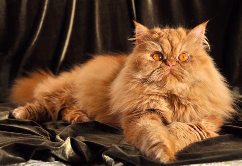 Persian Cat Breeders Tennessee | Kittens & Cats for Sale