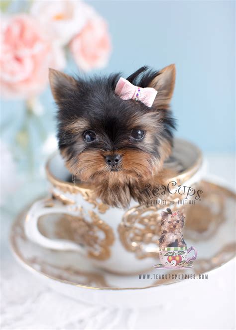 Cute Yorkie Puppies Florida | Teacup Puppies & Boutique