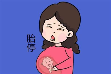 试管婴儿为什么会出现移植后胎停? - 好孕无忧