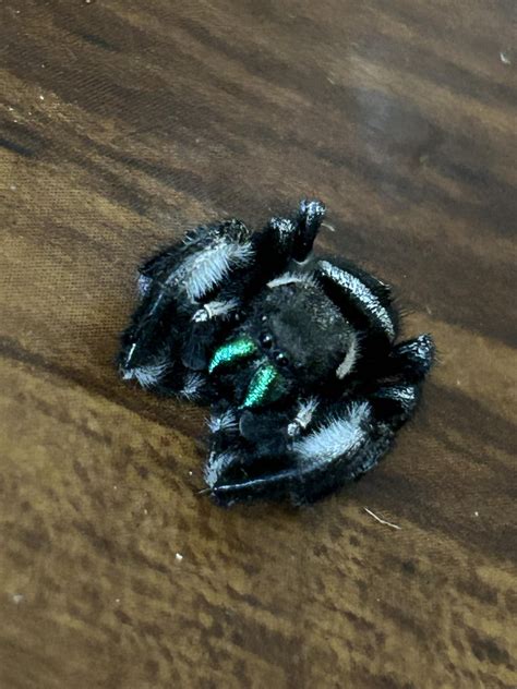 Central California Cutie : r/spiders