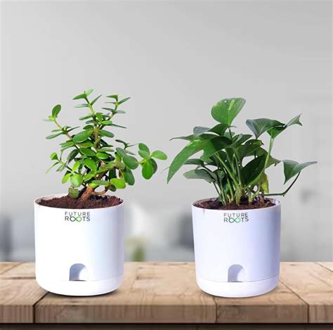 Bestselling Combos – Future Roots Agro Private Limited