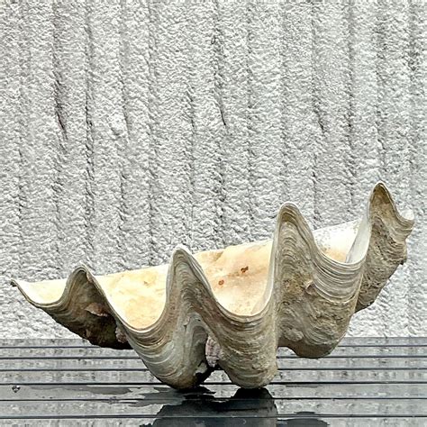 Vintage Coastal Monumental Tridacna Gigas Clam Shell #6 For Sale at 1stDibs