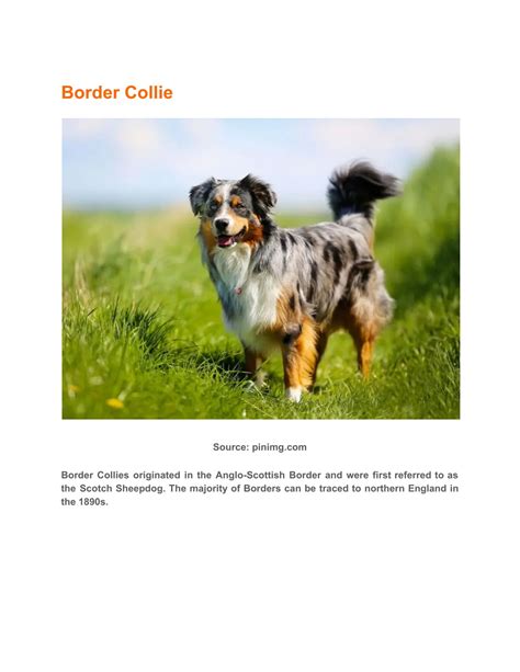 PPT - Border Collie Australian Shepherd Mix Characteristics PowerPoint ...