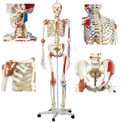 Human Skeleton Models - Model of Human Skeleton 170 Cm ( BEP-101-A ...
