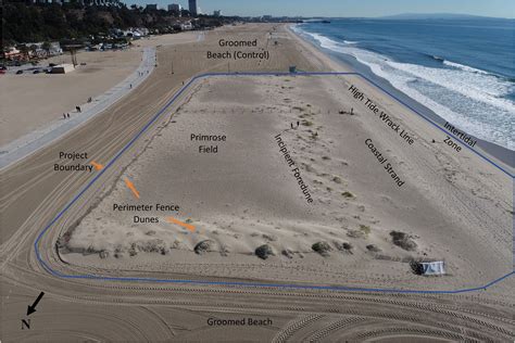 Frontiers | Using dune restoration on an urban beach as a coastal ...