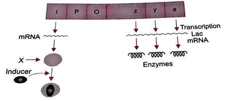 (a) Name the molecule 'X' synthesised by 'I' gene. How does this ...