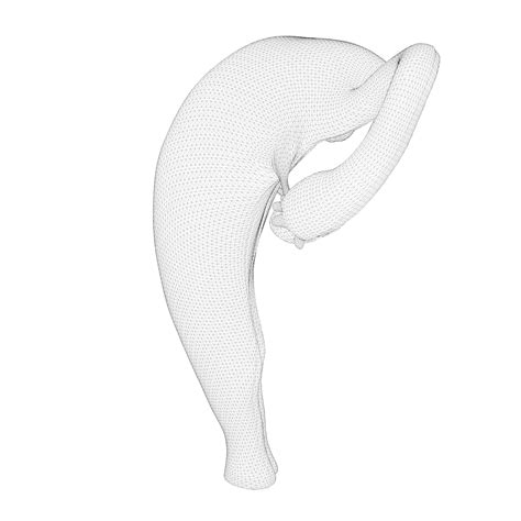 Image result for Reproductive System 3D Model