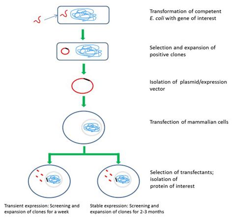 Image result for Mammalian Expression Vector