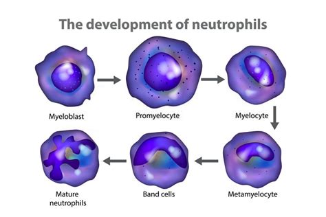 What to Know About Neutrophils: Definition, Absolute High & Low, Ranges