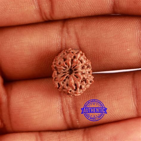 13 Mukhi Indonesian Rudraksha - Bead No 220 – Rudra and Sons