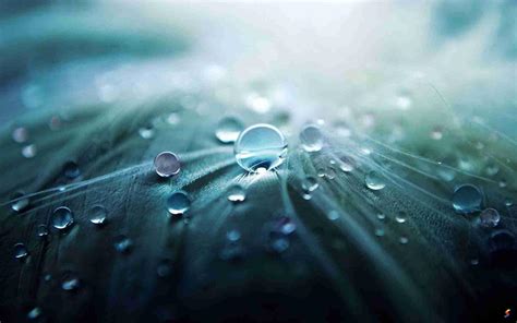 Define Dew, Dew Meaning, Dew Examples, Dew Synonyms, Dew Images, Dew ...