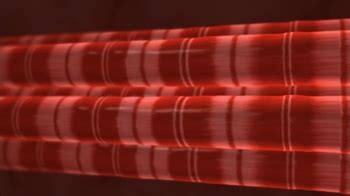 Image result for BioFlix Animation Muscle Structure