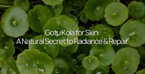 Gotu Kola: Why Centella Asiatica is used for Skin Repair