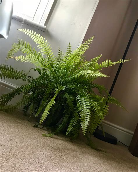 How Much Sun Do Boston Ferns Need at Michiko Durbin blog