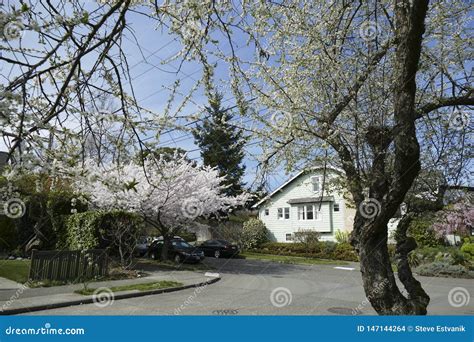 Spring Cherry Blossoms Outside Traditional Home Editorial Stock Image ...