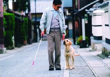 《导盲犬小Q》赚尽票房和眼泪 于7月21日上映-搜狐广东站