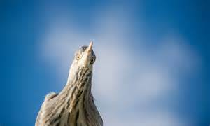 Starling Murmurations: Explore One of Nature's Winter Wonders