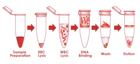 https://www.plantzania.com/wp-content/uploads/2017/12/DNA-extraction.jpg