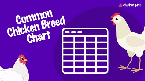 Native Chicken Breeds 的图像结果