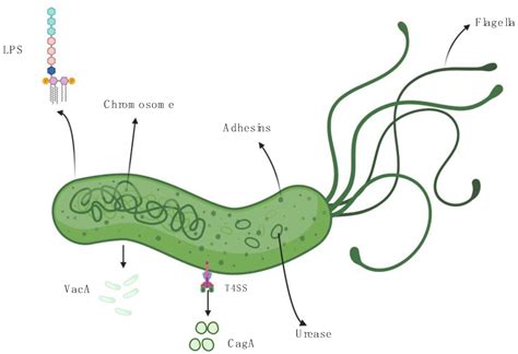 MicroRNA Modulation of Host Immune Response and Inflammation Triggered ...