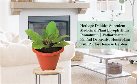 Herbage Dabbles Succulent Medicinal Plant Bryophyllum Pinnatumn ...
