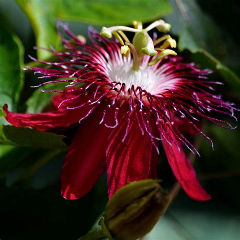 Passiflora Lady Margaret burgandy (Krishna Kamal) Flowering Live Plant ...