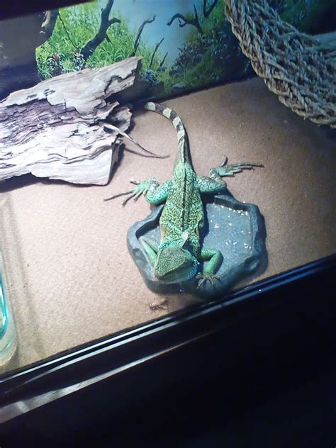 Chinese Water Dragon Tank
