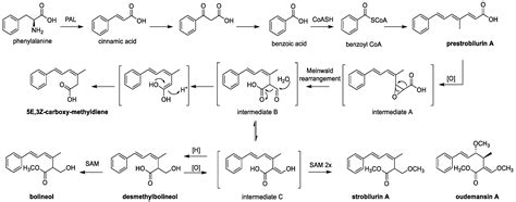 Taxonomy, Diversity and Cultivation of the Oudemansielloid/Xeruloid ...