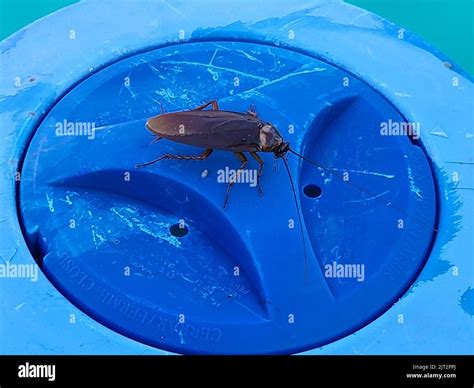 Water cockroach hi-res stock photography and images - Alamy
