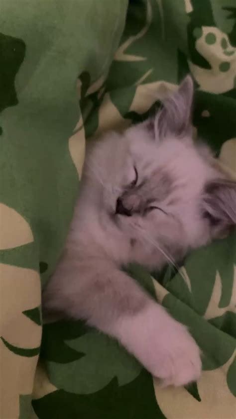 Cat | kitty | baby kitten | kitten | cat aesthetic | cats |cat pfp ...